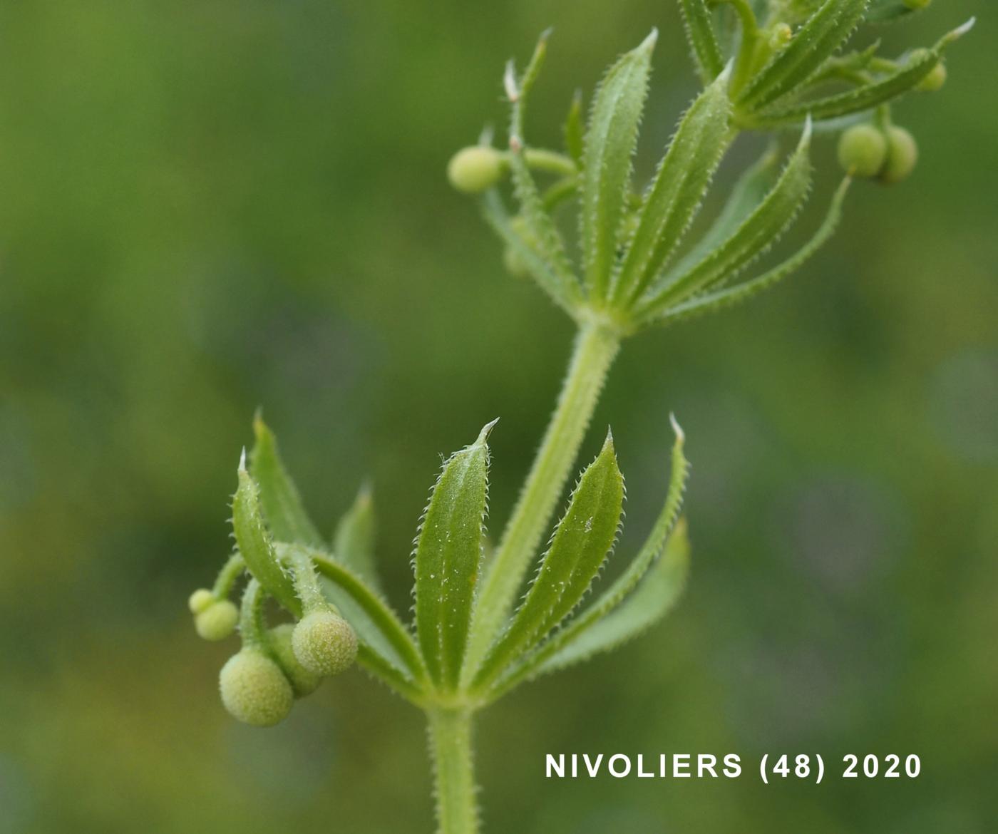 Bedstraw, Corn leaf